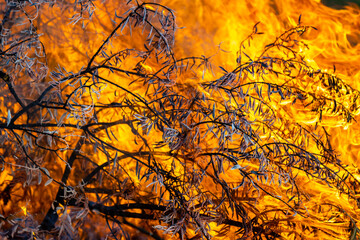 fire in the tree branches and leaves