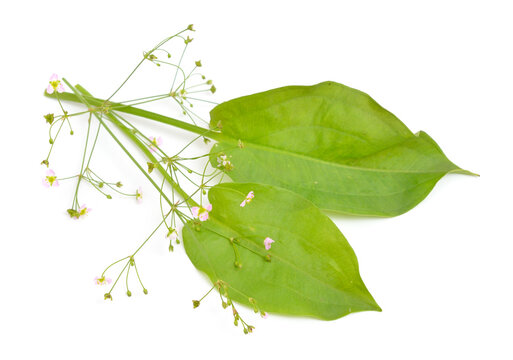 Alisma plantago-aquatica, also known as European water-plantain, common water-plantain or mad-dog weed. Isolated