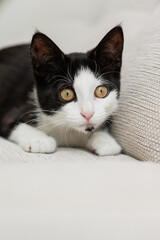 jung eHauskatze spielt in der Wohnung auf Sofa im Wohnzimmer