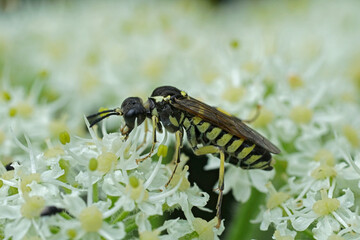 Closeup on a wasp mimic sawfly from the Tenthredo arcuata complex on a white Hogweed, Heracleum sphondylium
