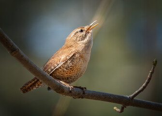 Singender Zaunkönig auf einem Ast