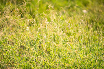 Abstract natural background. Stalks of dry tall grass. Wild reeds grass close up. Countryside nature.
