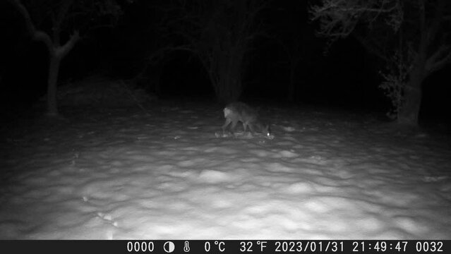 Reh gr&auml;bt im Winter nach &Auml;pfeln unter dem Schnee - Wildkamera