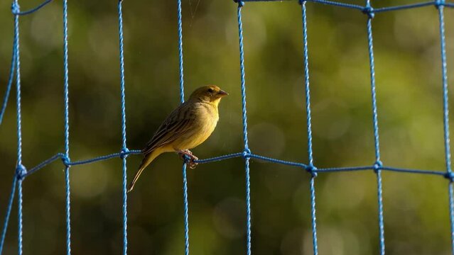 Male Saffron Finch Bird