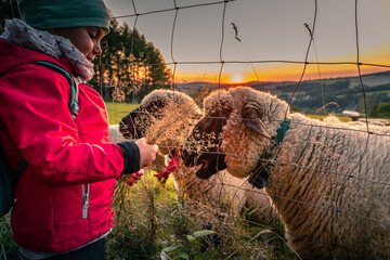 Kind füttert Schafe