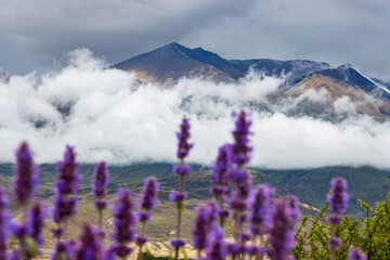 Dark Moody Cloudy Mountains with Purple Wild Flowers and Snow in the HImalaya of Upper Mustang Nepal