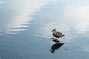 池の水面から出た石に乗って佇むカルガモ, Spotbill Duck