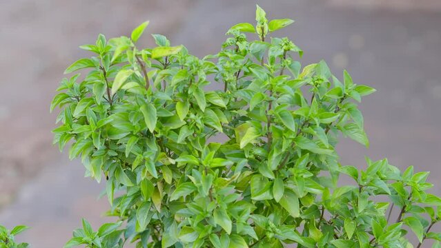 Sweet Basil Plant