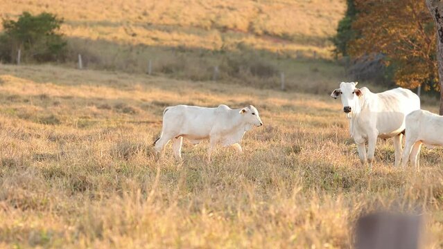 nelore cattle on dry pasture