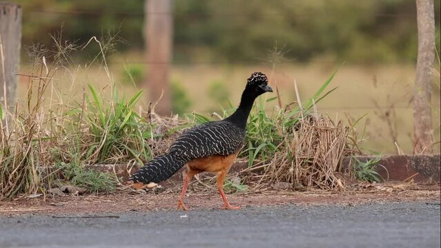 Female Adult Bare-faced Curassow