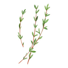 Watercolor drawing of thyme twig plant. Provencal herbs. Ingredient for food and drinks. Hand drawn.