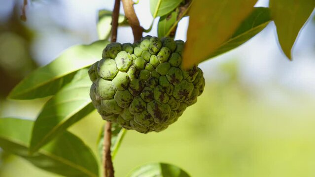 Sweetsop Green Fruit