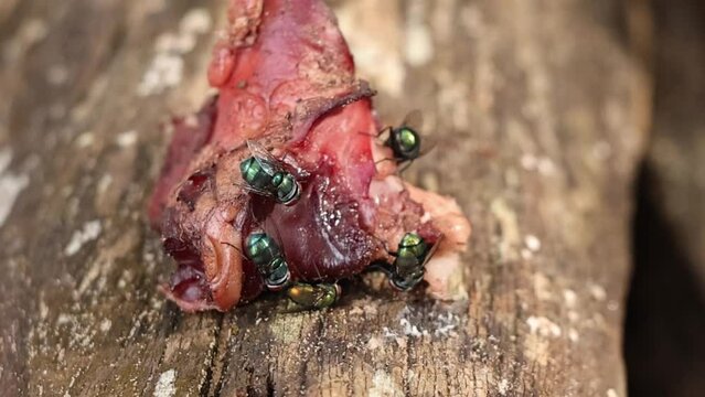 Flies Landing on Raw Meat