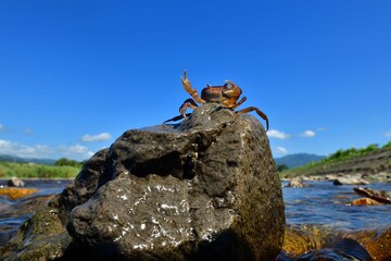 青空と清流と小さな沢蟹のいる風景