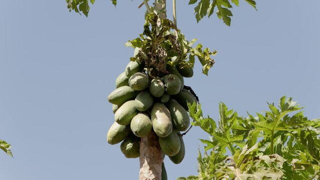 papaya tree with fruits