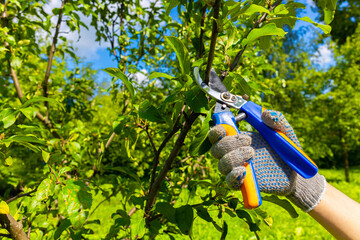 gardener cuts branches on a fruit tree.