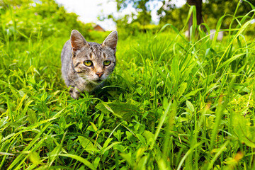 Naklejka na ściany i meble the cat walks in the green grass