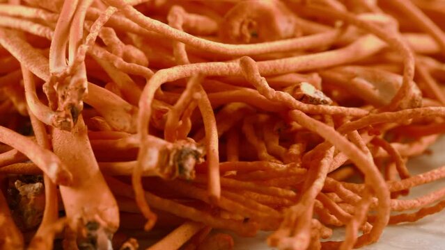 High quality footage of cordyceps for commercial advertising. Products containing Cordyceps extract are becoming increasingly popular due to their many health benefits.