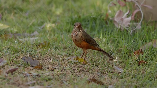 Adult Rufous-bellied Thrush Bird