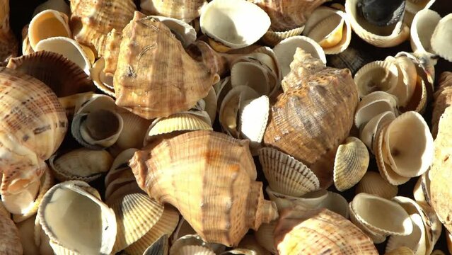 Sea shells on the beach. Summer background. Rapan conch shell top view. Beige light color. Aesthetic minimalism. Nature beauty. Mixed multi colorful seashells. Ocean coast. Seashell sun light