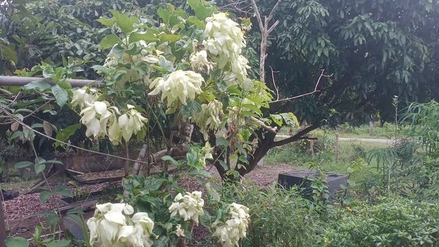 Mussaenda philippica or  Bangkok rose, Queen Sirikit or  Queen of Philippines Flower close-up.white colour. photo taken in malaysia