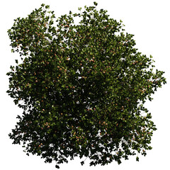 Fototapeta na wymiar apple tree from above, isolated on transparent background