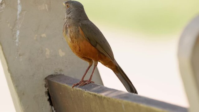 Adult Rufous-bellied Thrush Bird