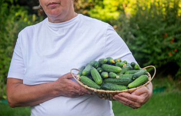 woman farmer holding a basket of cucumbers in the garden. Selective focus.