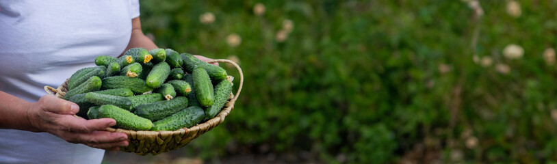 woman farmer holding a basket of cucumbers in the garden. Selective focus.