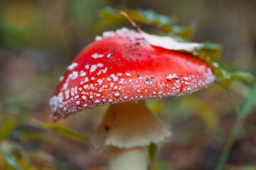 Mushroom fly agaric close-up. A mushroom containing muscimol and ibotenic acid.
