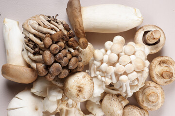 Various Raw Mushroom, Portobello, Champignons, Shimeji, Enoki and Oyster Mushrooms. Mushrooms Background, Rustic Mood.