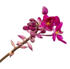 Foto op Canvas Purple orchid, Philippine ground orchid, Tropical flowers isolated on white background, with clipping path  © Dewins
