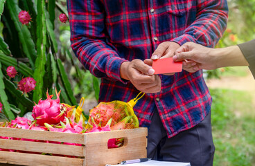businessman or buyer send credit card to farmer for buying dragon fruits a tropical popular...