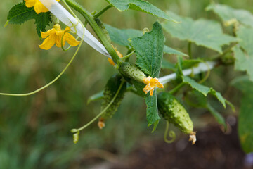 Small cucumbers grow in garden and bloom. Tied with white tape, agriculture