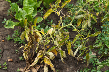 Tomatoes are sick in bed, dry and wilt, harvest dies, fruits of tomatoes are already large rot and dry due to various infections
