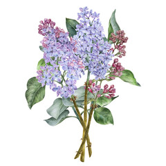 Bouquet of Lilac Flowers. Watercolor botanical illustration. Hand drawn clip art isolated on a white background. Purple floral spring composition. Vintage pastel color drawing