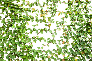Green ivy isolate for your put it on any surface - obrazy, fototapety, plakaty