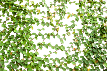 Green ivy isolate for your put it on any surface