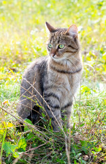 A brown tabby cat sits in the garden on the mowed grass