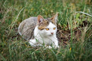 White spotted cat sitting in the garden in a thicket of grass
