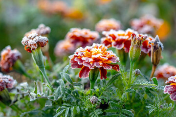 Frost-covered marigolds in the garden in late autumn