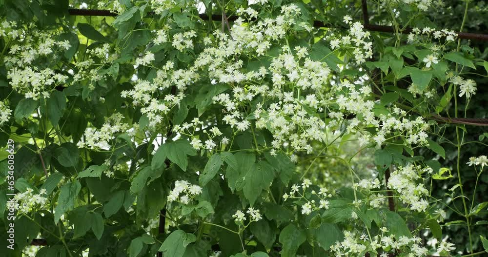 Canvas Prints Clématites Paul Farges ' Summersnow' (Clematis fargesii) à floraison généreuse de fleurs étoilées blanches et solitaires avec de longues étamines jaunes sur tiges volubiles au feuillage vert tendre