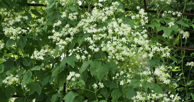 Cl&eacute;matites Paul Farges ' Summersnow' (Clematis fargesii) &agrave; floraison g&eacute;n&eacute;reuse de fleurs &eacute;toil&eacute;es blanches et solitaires avec de longues &eacute;tamines jaunes sur tiges volubiles au feuillage vert tendre
