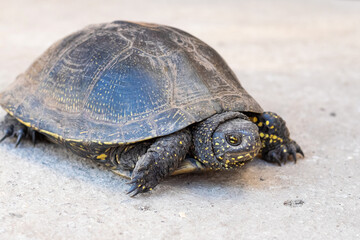 Turtle on asphalt, turtle on light background
