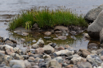 Rasen im Wasser