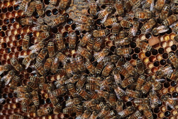 Brown bees on honeycombs with pollen