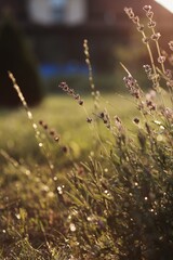 dew on the grass