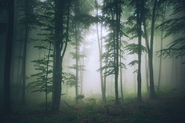 Forest landscape and morning fog in spring