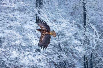Flying golden white tailed eagle with open wings attack landing swoop