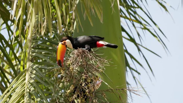 adult toco toucan